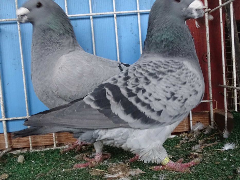 show racer, racery, gołębie ozdobne