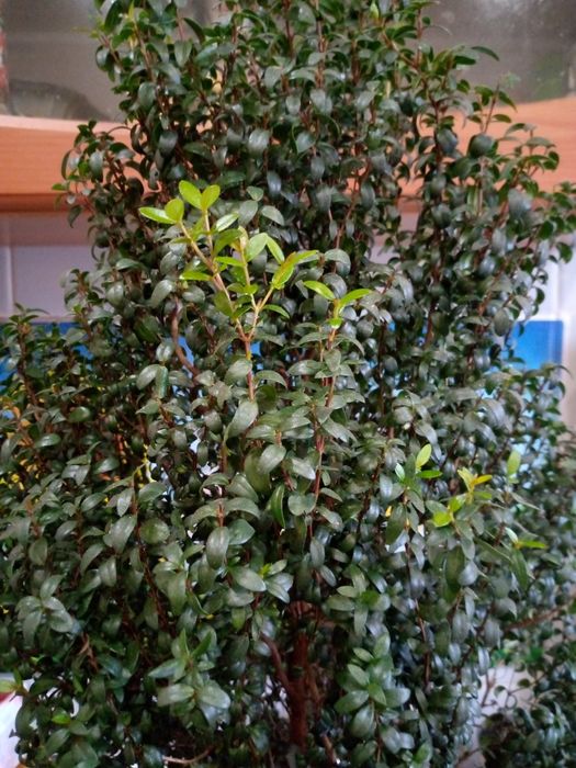 Продам! Дерево мирт!!!