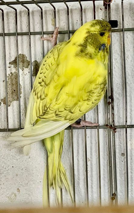 Aves para venda
