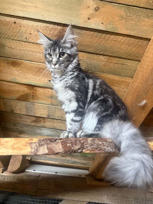 Kotka maine coon srebrna WCF/SHK