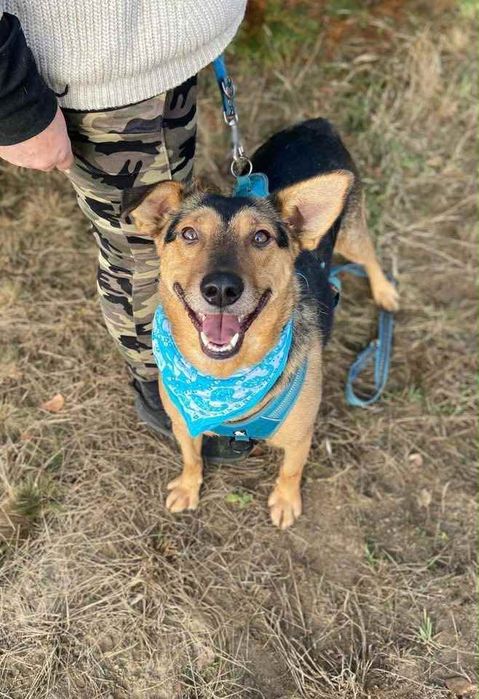 Pan Wisienka marzy o rodzinie.