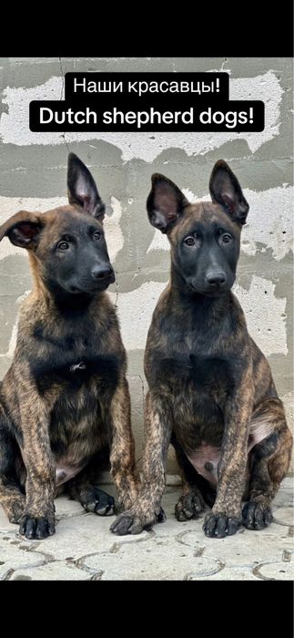 Duth shepherd dogs! Голландские овчарки - хердеры!