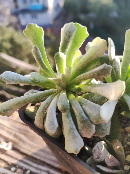 echeveria unguiculata