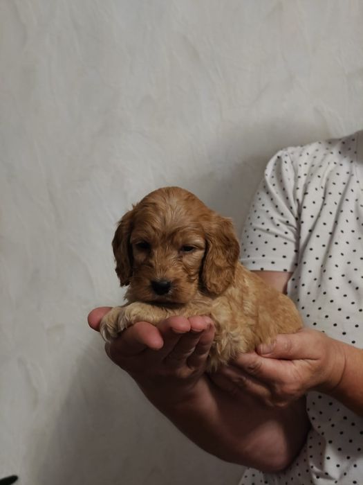 Cockapoo F1 Cocker spaniel angielski plus pudel miniaturowy