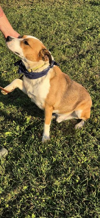 Piesek około 3 lata