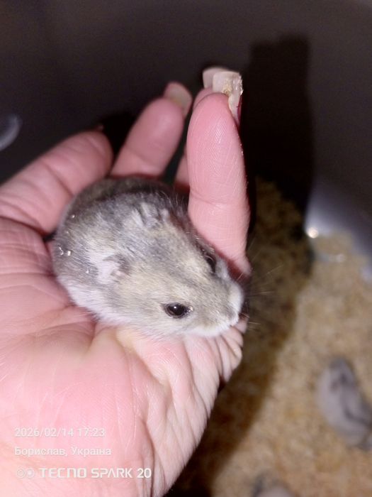Продам хом'яків джунгариків