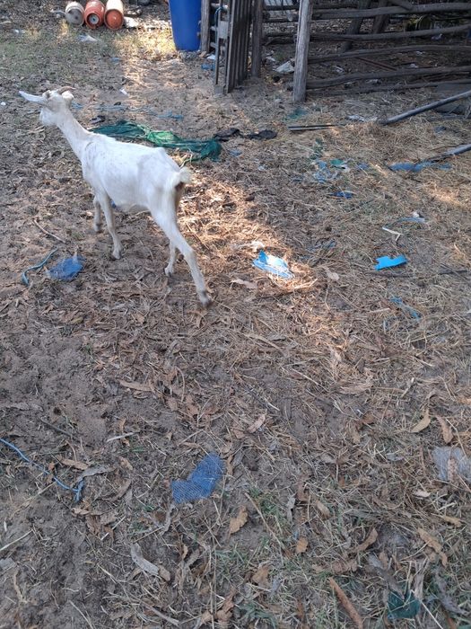 Cabras cheias anãs