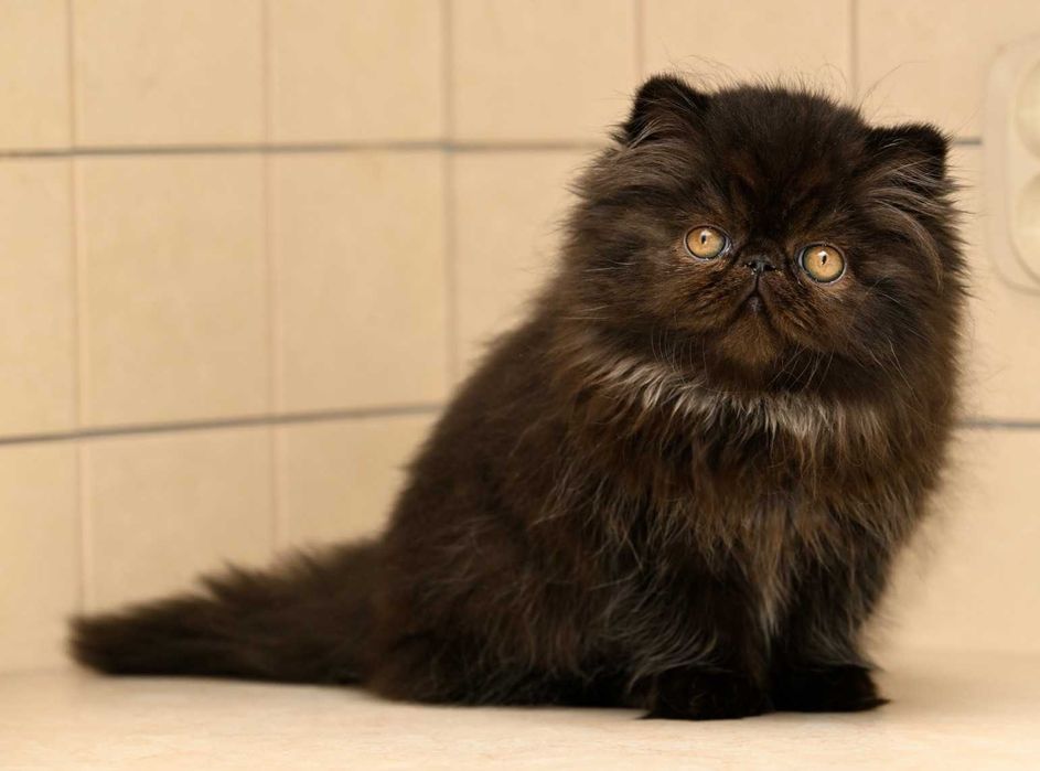 perskie kocięta, kot perski, persy