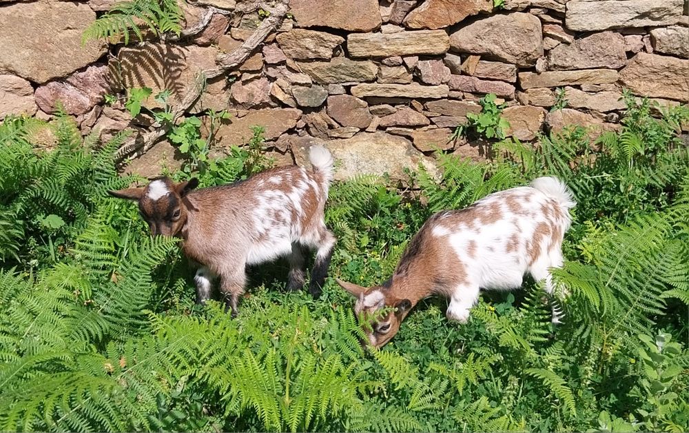 Cabras micro anas