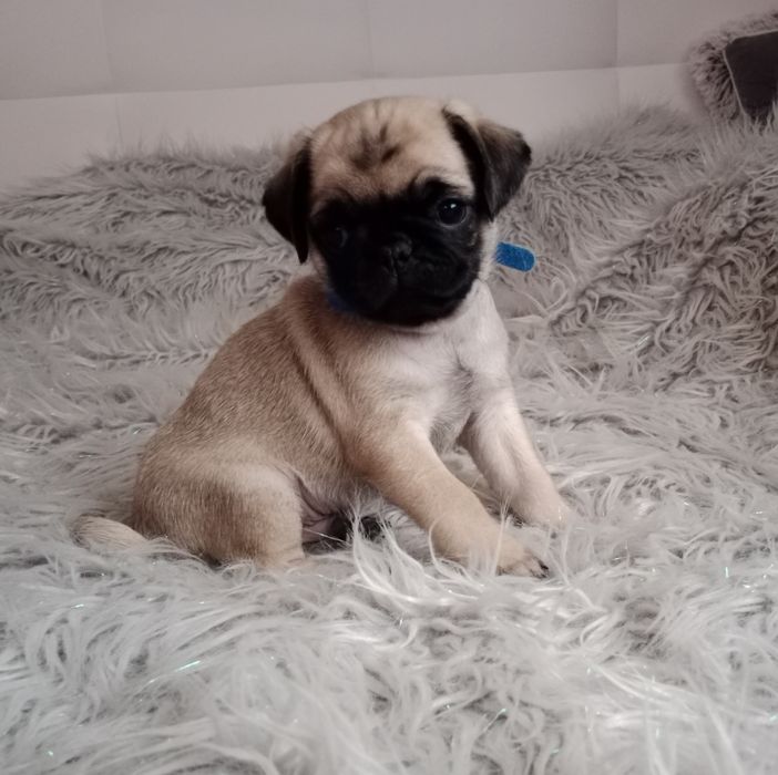 Cudny mopsik piesek do rezerwacji