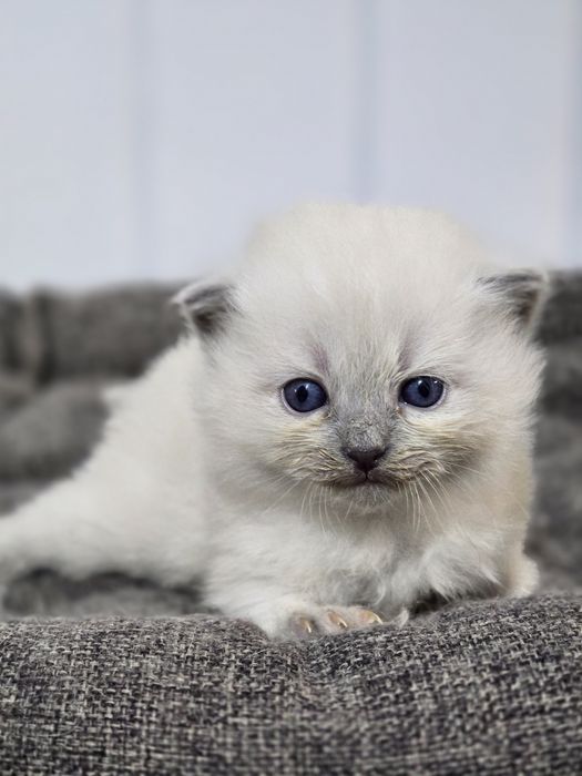 Ragdoll Rag a odbior koniec lipca