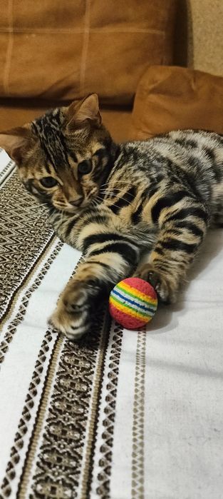 Кошенята. Бенгальські кошенята