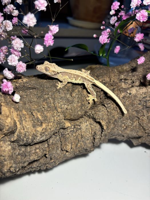 Sprzedam młode gekony orzęsione