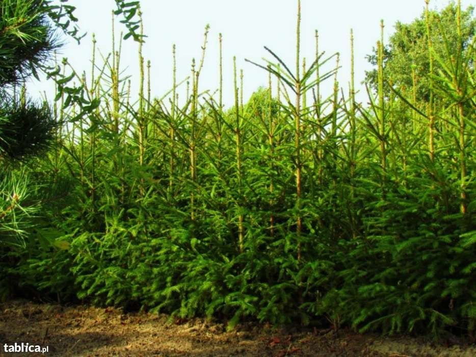 Świerk pospolity, duże sadzonki świerka. Choinki. Świerki 300-350 cm.
