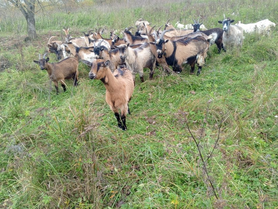 Продам стадо ціна договірна