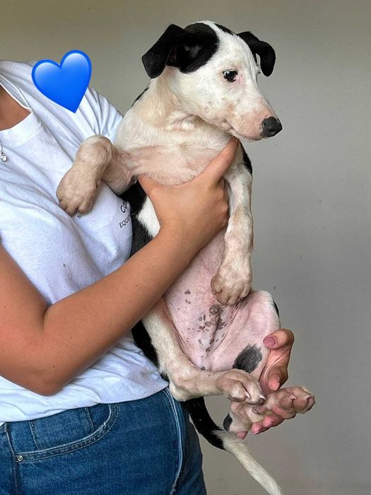 Cães bebés para adoção responsável