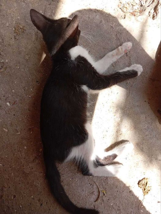 Безкоштовно!! Кошенята грайливі, віддаю в люблячі та турботливі родини