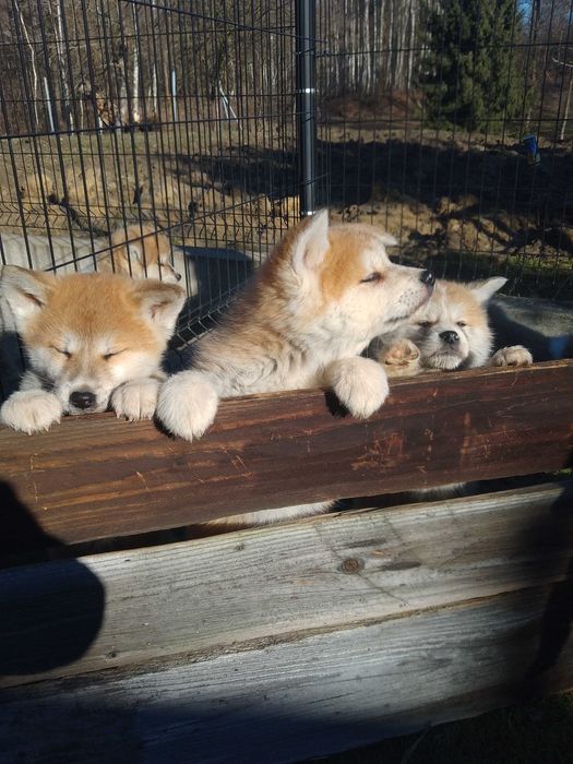 Akita Inu szczeniak.