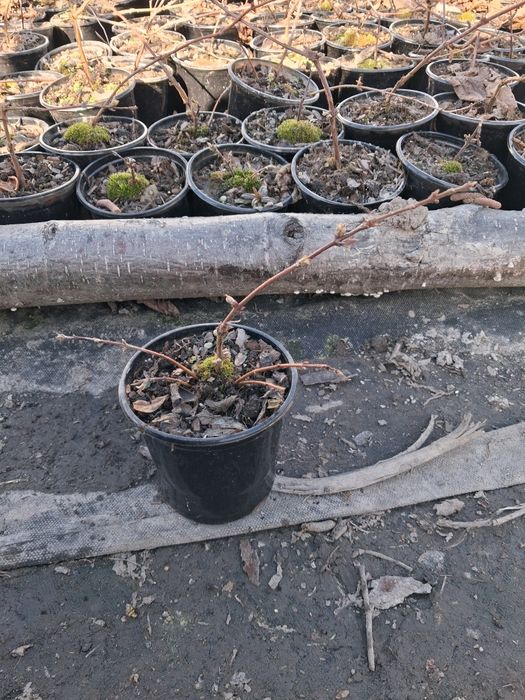 Продається жимолость їстівна