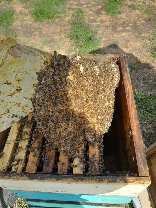 Пчелопакеты продажа