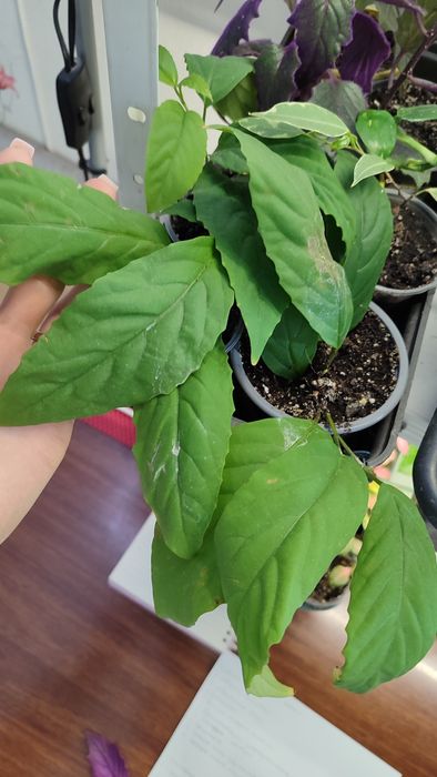 Хамедорея меса китайська