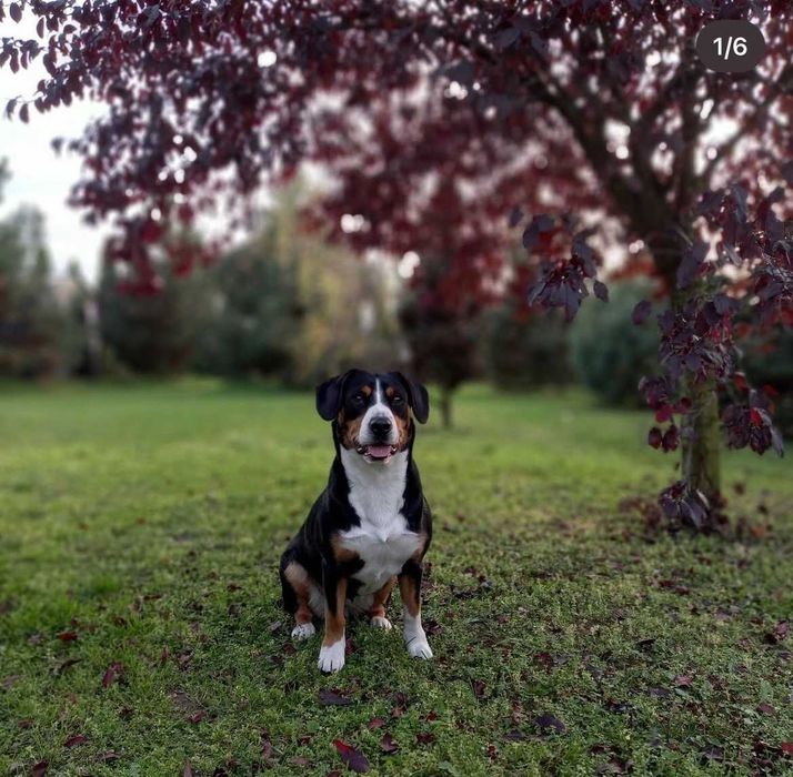 Entlebucher Sennenchund FCI - Suczka