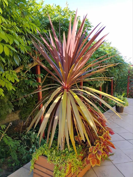 Kordylina australijska Red stars 145cm