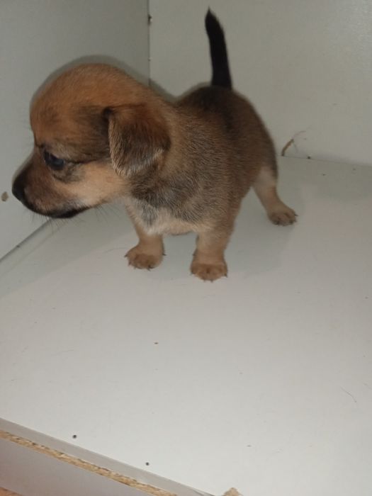 Oddam szczeniaczki za darmo