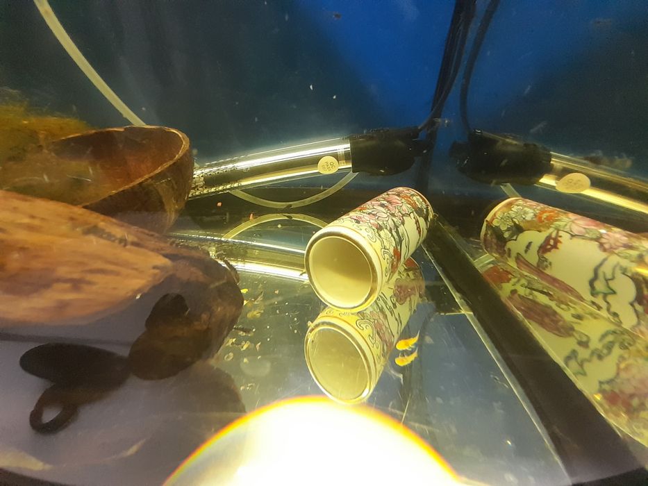 Ancistrus sp recem nascidos e com mais de um ano