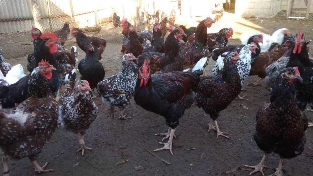 Продам кур, курчат, яйца ливенские ситцевые, кохинхины, джерсийски