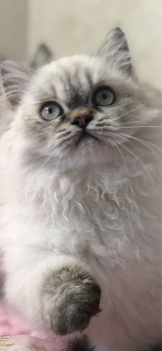 Девочка в шикарной шубе