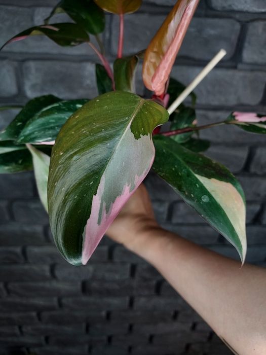 Philodendron Pink Princess #2