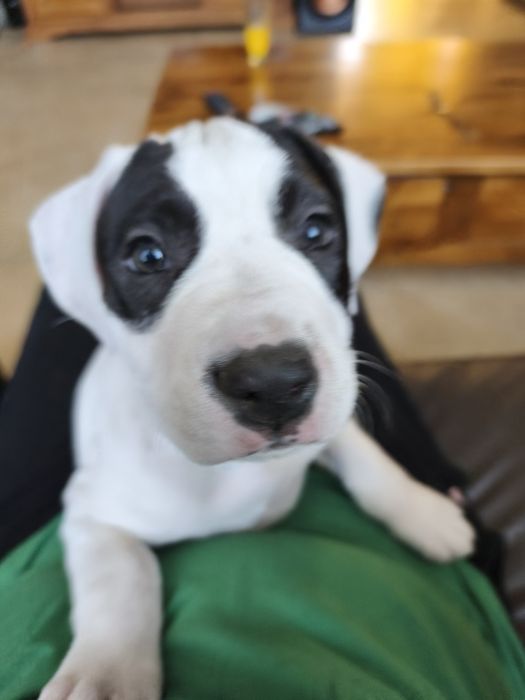 Pies amstaff, szczeniak