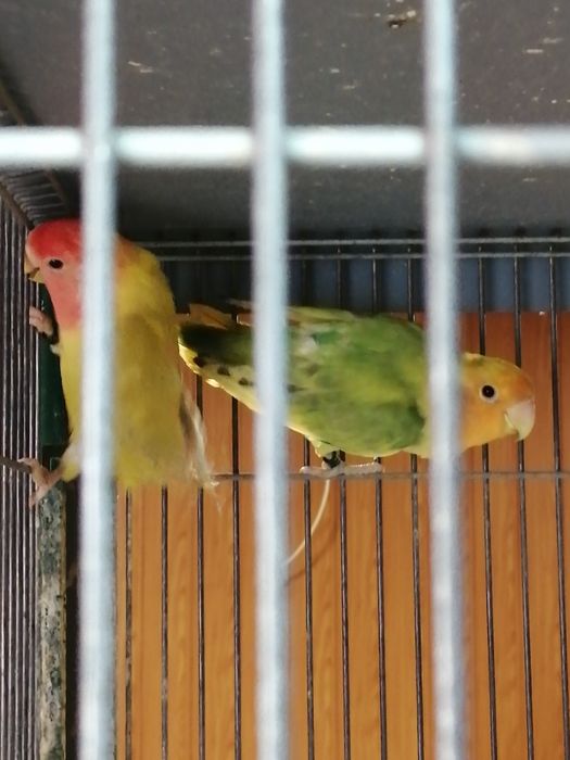 Casais de rosicollis