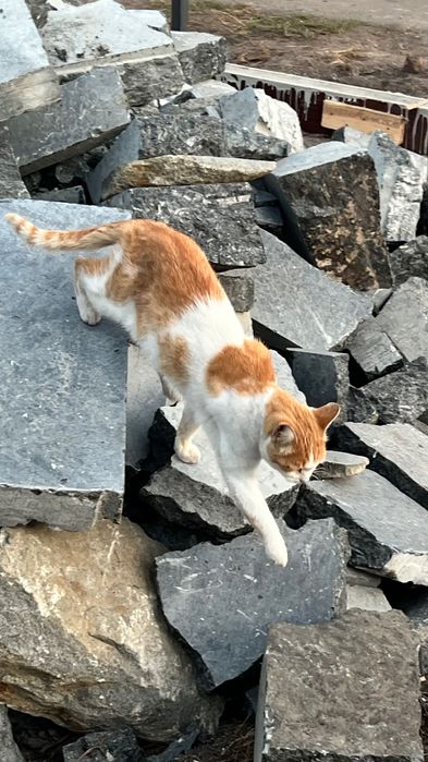 Кастровані киці срочно