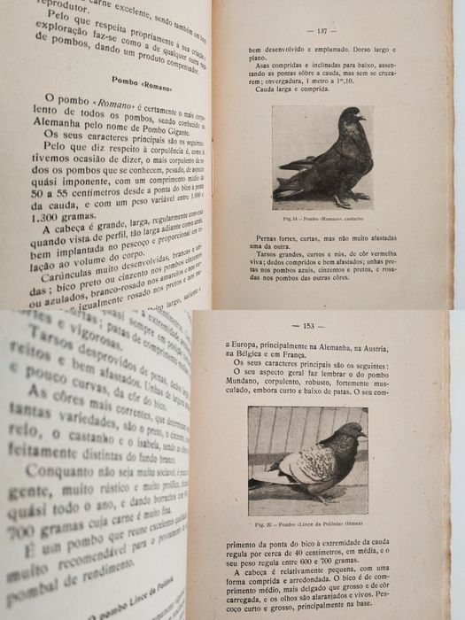 Manual de Columbicultura 1936 pombos