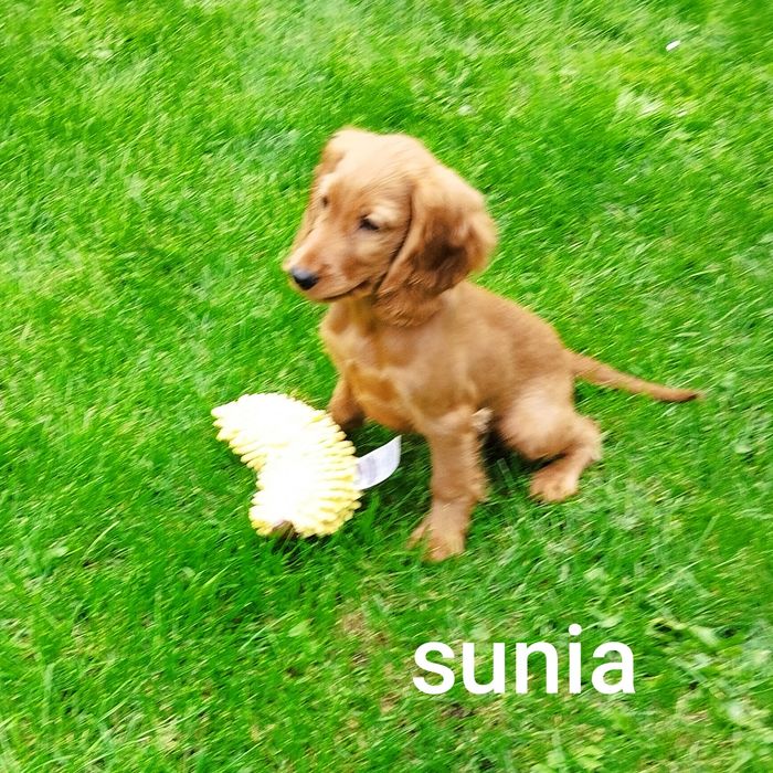Cocker spaniel angielski