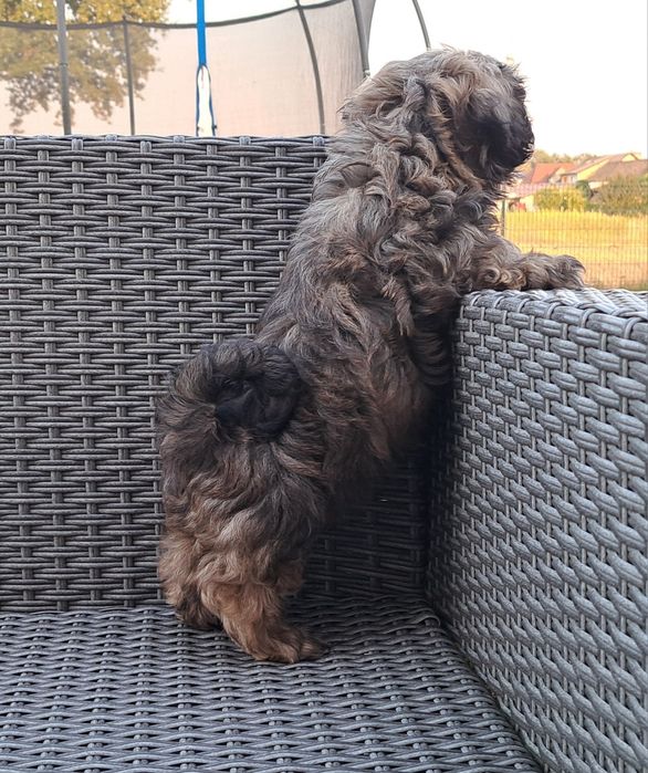 Shih tzu  piesek