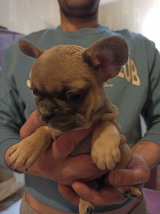 щенок французского бульдога