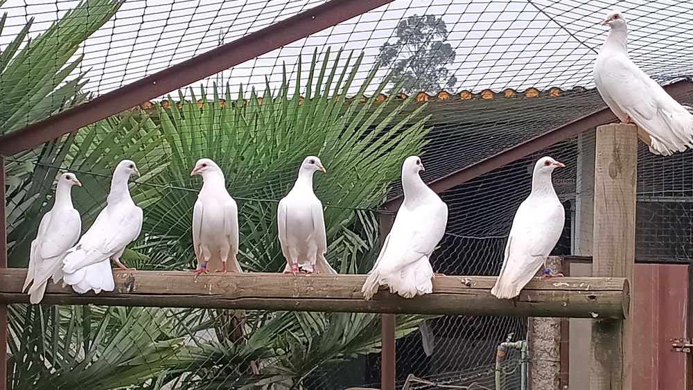 Pombas brancas e de leque