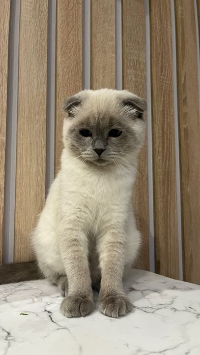 Вислоухі кошенята  блю поінт