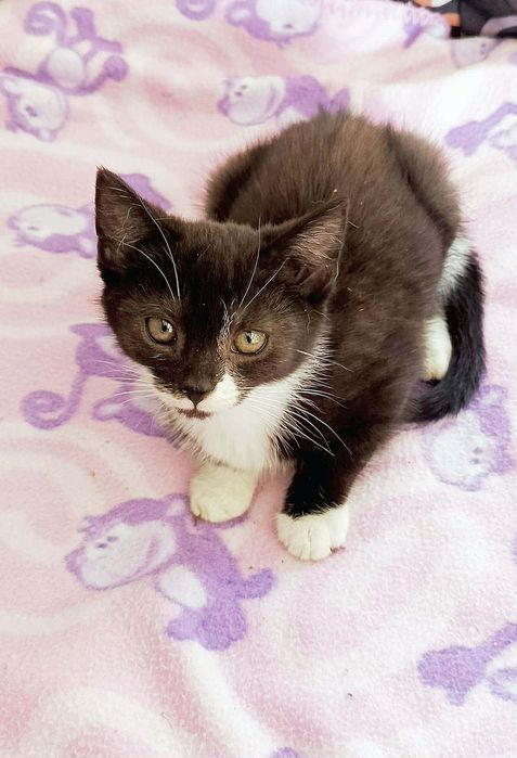 Kot szuka domu, adopcja kotów, koty do oddania