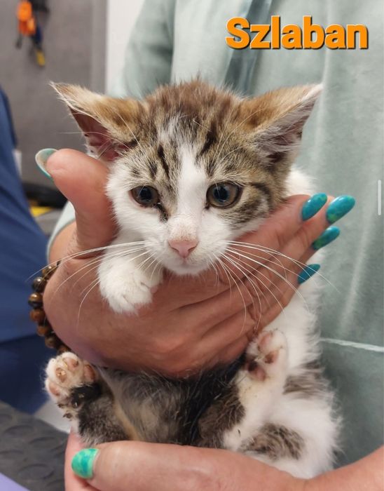 Szlaban poleca się do adopcji!