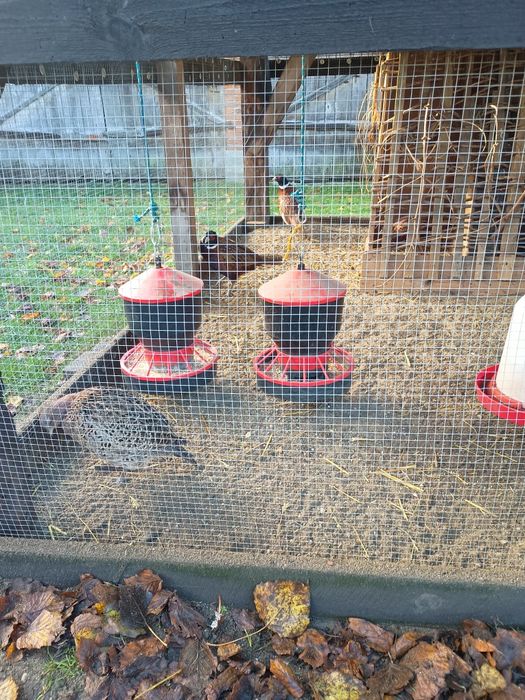 Sprzedam bażanty łowne polne