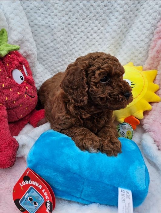 Pudel Toy red brown maleńki chłopczyk