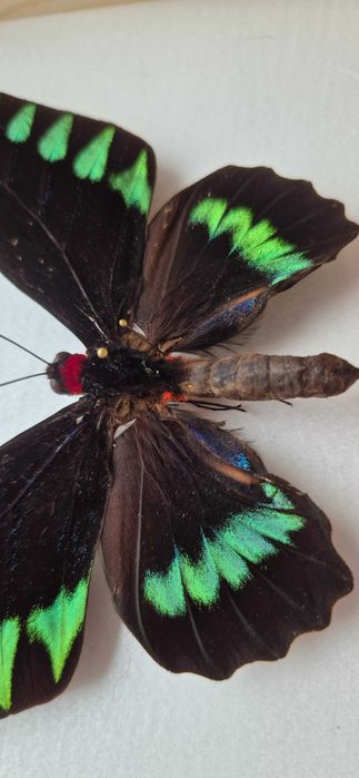 Motyl w gablotce Trogonoptera trojana na ścianę otwierana