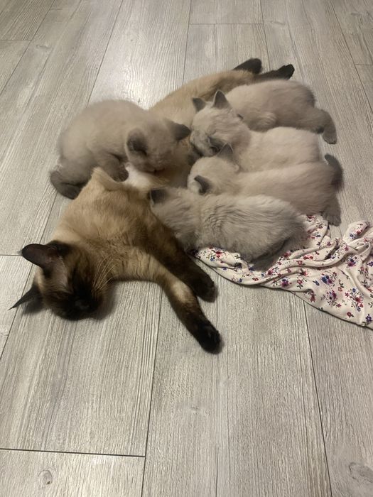 Сіамські кошенята