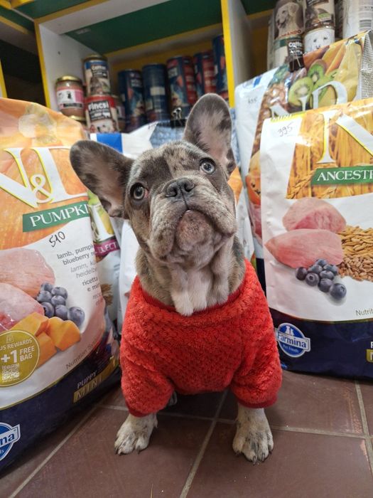 Солодка француженка