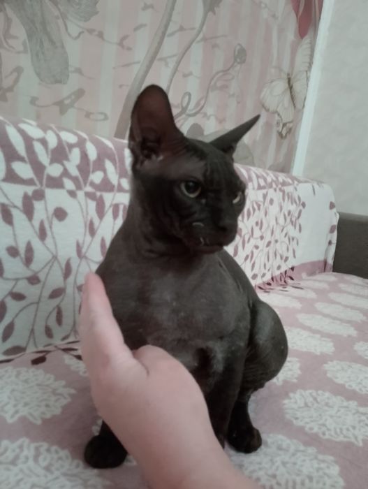 Кот сфинкс, вязка