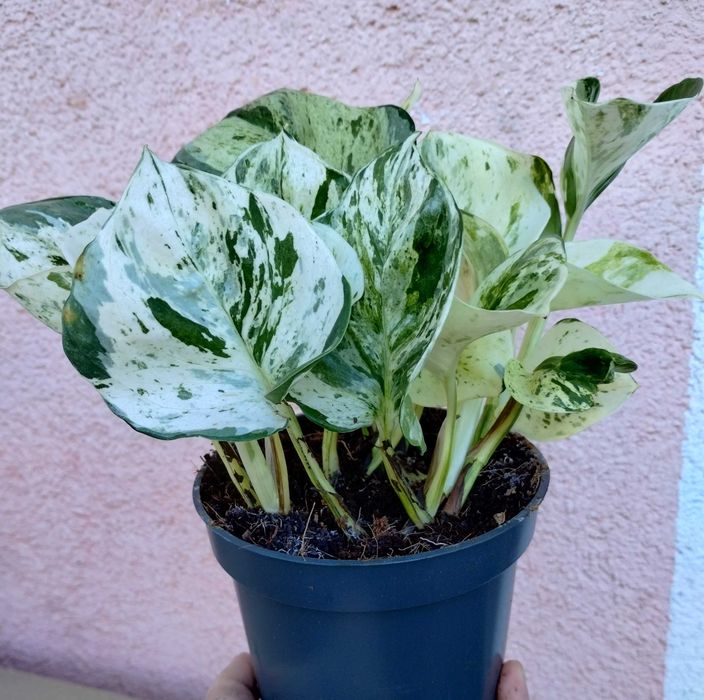 Epipremnum pinnatum happy leaf SADZONKA 12 Ø / 20 cm